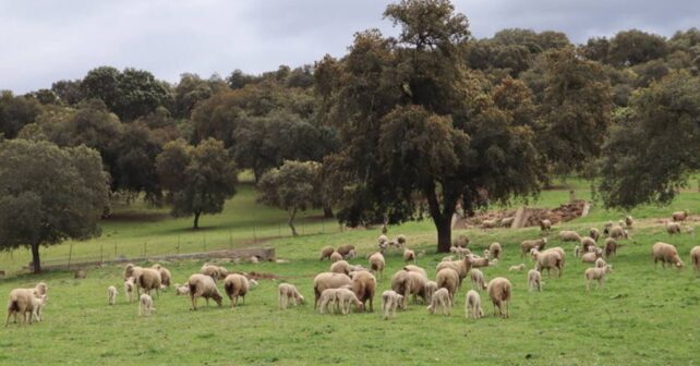 Andalucía elimina el pago por pastos en montes públicos y refuerza la ganadería extensiva con ganado en dehesa