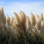 L'abandon agricole favorise l'expansion des espèces envahissantes et des oiseaux exotiques en Espagne et menace la biodiversité