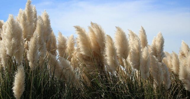 el abandono agrícola favorece la expansión de especies invasoras y aves exóticas en España