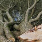 L'abattage d'arbres dans le Canal de Castilla déclenche une alarme environnementale en raison de possibles dommages au réseau Natura 2000