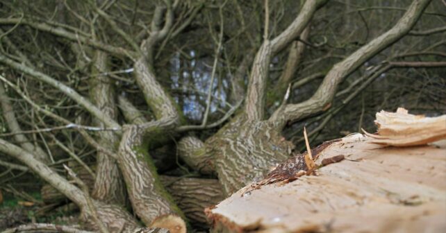 Tala de árboles en Canal de Castilla desata alarma ecologista por impacto ambiental en zona protegida