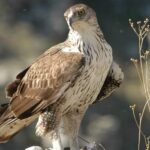 L'aigle de Bonelli en Castilla y León en 2025 reste en danger malgré une légère reprise après un minimum historique