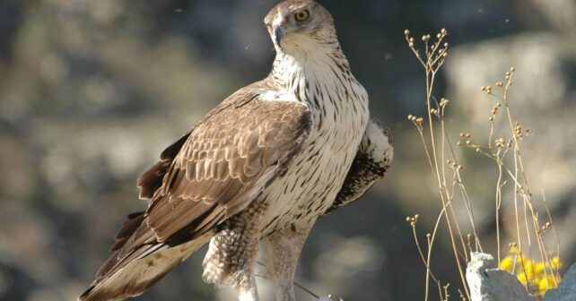 Águila perdicera en Castilla y León en 2025 sigue en riesgo pese a leve recuperación