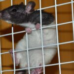 L'augmentation des tests sur les animaux en Espagne en 2023 relance le débat éthique