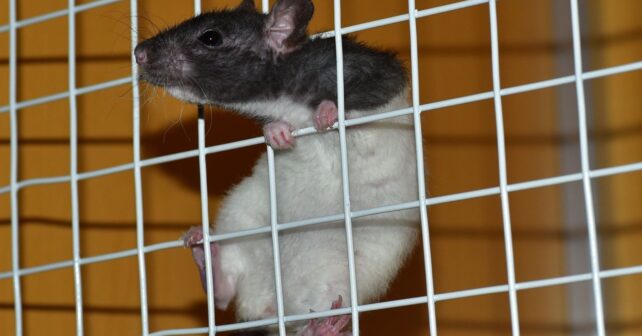 Aumento de ensayos con animales en España en 2023