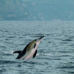 L'intelligence artificielle détecte les cétacés dans le détroit de Gibraltar avec une grande précision acoustique marine et moins d'effort humain