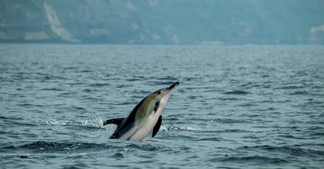 Inteligencia artificial detecta cetáceos en el Estrecho de Gibraltar con alta precisión acústica marina