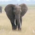 L'isolement génétique des éléphants d'Afrique augmente en raison de la fragmentation de leur habitat