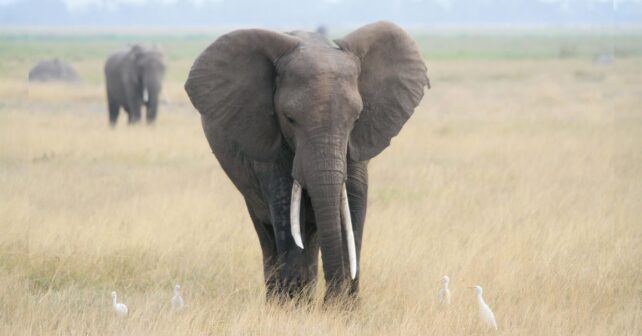 aislamiento genético de los elefantes africanos
