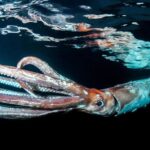L'origine et l'évolution des calamars et des seiches expliquent comment ils ont conquis les océans