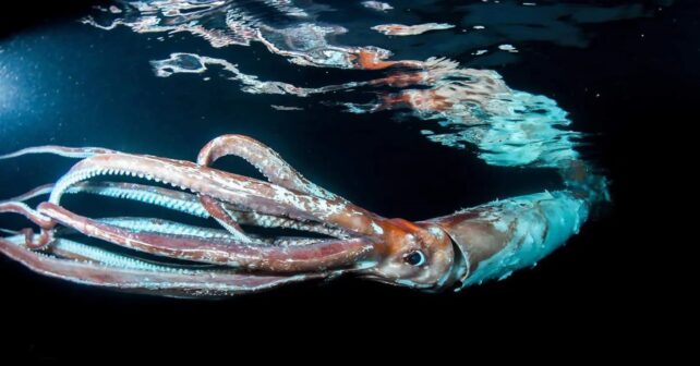 El origen y evolución de los calamares y sepias revela su éxito tras una extinción