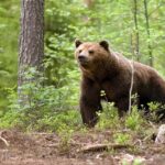 L'ours brun cantabrique, face au changement climatique, réduit son activité en raison de l'augmentation de la température selon une étude scientifique