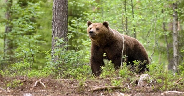 Oso pardo cantábrico ante el cambio climático reduce su actividad por el aumento de temperatura
