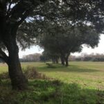 L'ouverture de sentiers forestiers à La Rioja suscite des critiques pour son impact environnemental