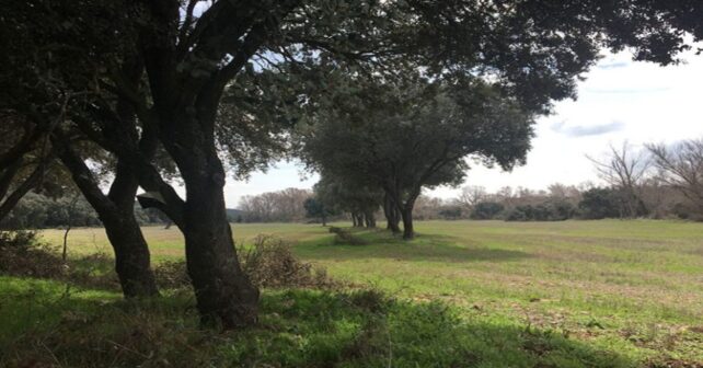 La apertura de pistas forestales en La Rioja amenaza los encinares