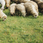 L'utilisation de moutons pour prévenir les incendies à Salou s'impose comme une solution naturelle