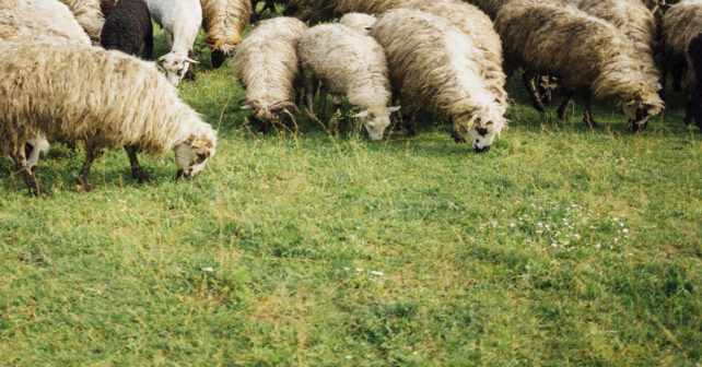 ovejas limpiando bosque salou