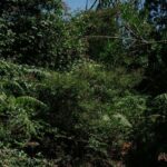 La Biscaye investit 41 millions dans les forêts et génère plus de 6 millions avec l'activité forestière en 2026