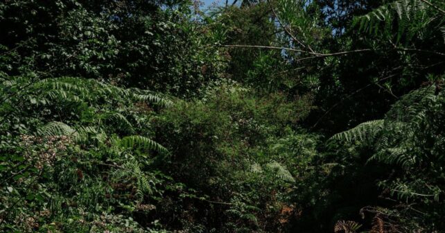 Bizkaia invierte 41 millones en montes y genera más de 6 millones con actividad forestal