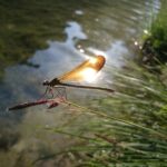 La Global Nature Foundation ouvre des données sur la biodiversité en Espagne et révolutionne l'accès à l'information environnementale