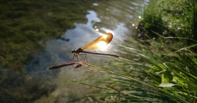 Fundación Global Nature abre datos de biodiversidad en España para impulsar la ciencia y la conservación