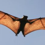 La Journée d'appréciation des chauves-souris 2026 met en lumière leur rôle dans la biodiversité et les écosystèmes