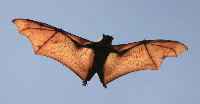 Día de Apreciación de los Murciélagos 2026 destaca su papel en la biodiversidad y los ecosistemas