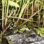 La Journée internationale de la conservation des amphibiens 2026 met en garde contre le risque d'extinction dû au changement climatique