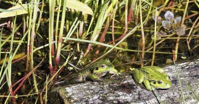 Día Internacional de la Conservación de los Anfibios 2026 alerta del riesgo de extinción por el cambio climático