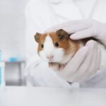 La Journée mondiale des animaux de laboratoire 2026 dénonce les expériences et célèbre le hamster avec des critiques mondiales