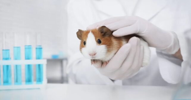 Día Mundial del Animal de Laboratorio 2026 denuncia experimentos y celebra al hámster en laboratorio
