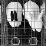 La Journée mondiale des animaux de laboratoire 2026 remet en question l'utilité et l'éthique de l'expérimentation animale en science