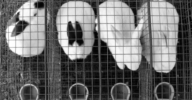 Día Mundial del Animal de Laboratorio 2026