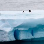 La Journée mondiale des pingouins 2026 met en garde contre le danger d'extinction dû au changement climatique mondial