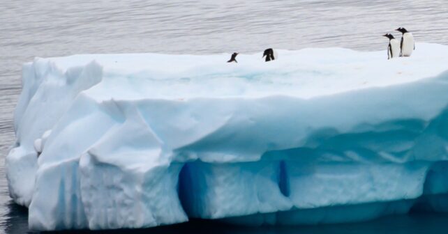 Día Mundial de los Pingüinos 2026 alerta del peligro de extinción por el cambio climático