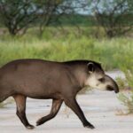 La Journée mondiale du tapir 2026 met en garde contre son danger d'extinction et son rôle clé dans les écosystèmes