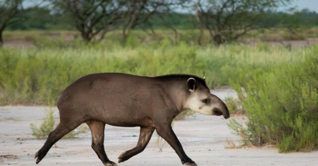 Día Mundial del Tapir 2026