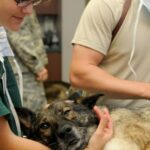 La Journée mondiale vétérinaire 2026 souligne son rôle clé dans la sécurité alimentaire et la santé mondiale