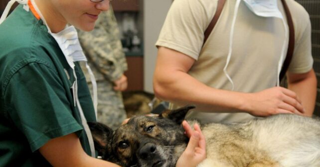 Día Mundial del Veterinario 2026