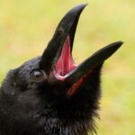 La communication vocale des corbeaux en Espagne révèle un système social complexe comprenant jusqu'à 40 types de sons