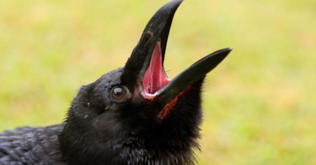 La comunicación vocal de los cuervos en España revela un sistema social complejo