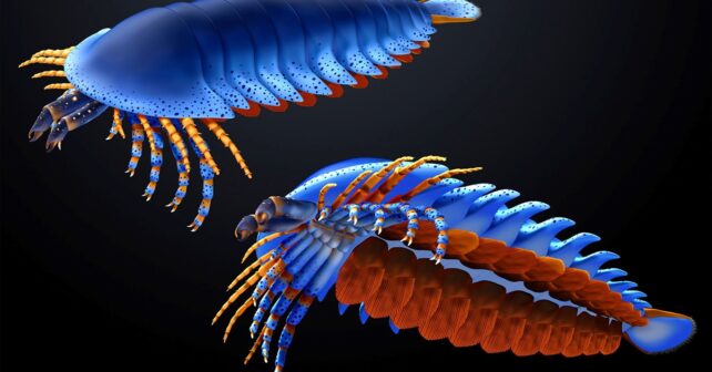 Descubrimiento de fósil de artrópodo más antiguo cambia la evolución de las arañas