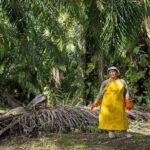 La déforestation en Indonésie augmente de 66% en 2025 en raison de l'huile de palme et d'une politique alimentaire avec un record en cinq ans