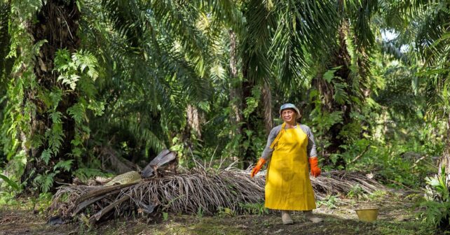 La deforestación en Indonesia aumenta un 66 % en 2025 por el aceite de palma y la política alimentaria