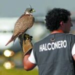 La fauconnerie en Espagne connaît un essor dû à la sécurité aérienne et à la demande au Moyen-Orient