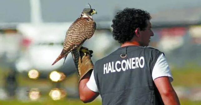 La cetrería en España crece gracias a los halcones en aeropuertos
