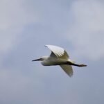 La migration des oiseaux dans le détroit de Gibraltar atteint un nombre record en 2025 avec plus de 800 000 spécimens