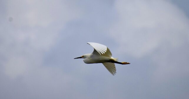 migración de aves en el Estrecho de Gibraltar alcanza cifras récord en 2025 cigüeñas