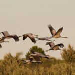 La modification des espaces protégés en Estrémadure Le réseau Natura 2000 arrive à Bruxelles