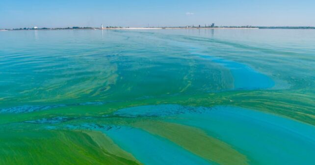 Contaminación difusa de la cuenca del Segura en la planificación hidrológica